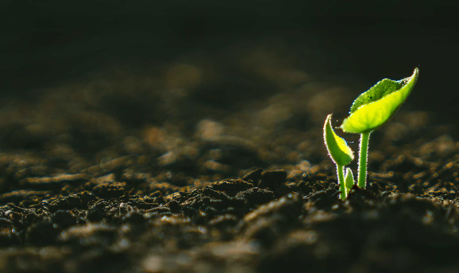 LifeSearch Gwowing with you case study