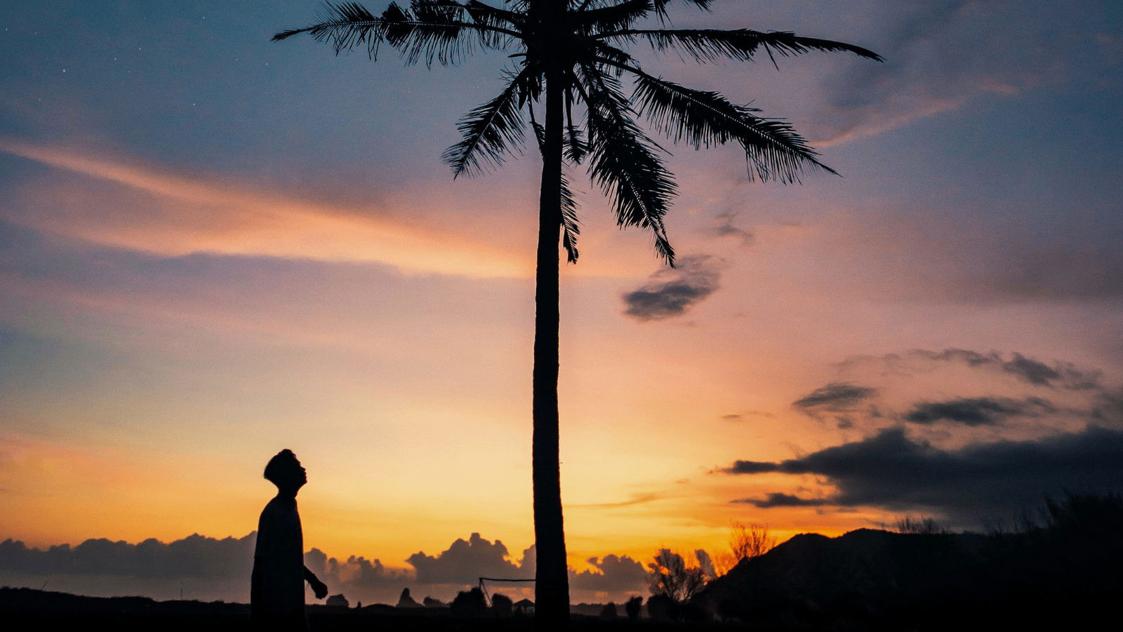 Palm tree sunset